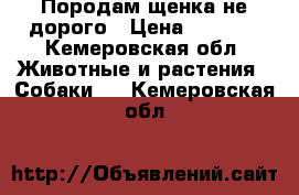 Породам щенка не дорого › Цена ­ 4 000 - Кемеровская обл. Животные и растения » Собаки   . Кемеровская обл.